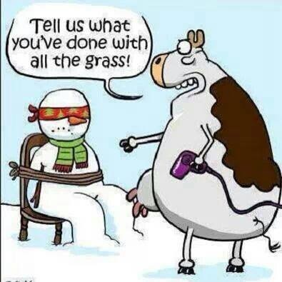 GrassFed Cow